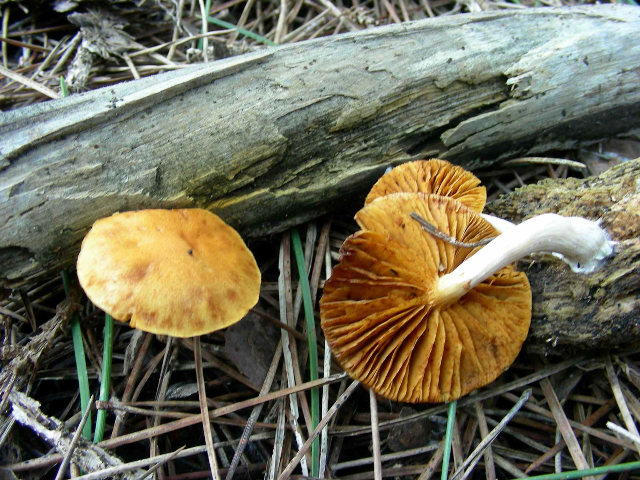 1250 Febbraio vecchio ritrovamento